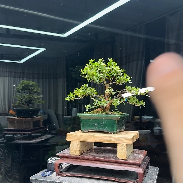 鋮***无花朵花卉苗木等作物