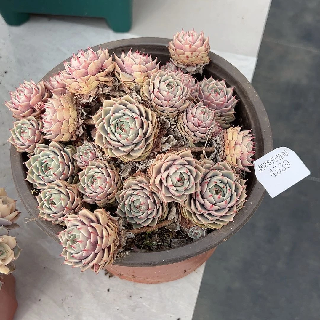 一***峰4539笨巴多肉植物