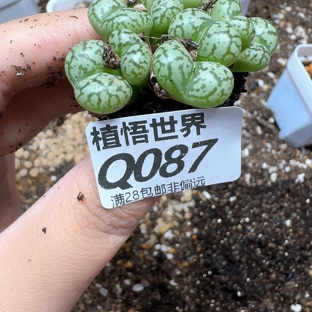 多肉植物的润泽从v