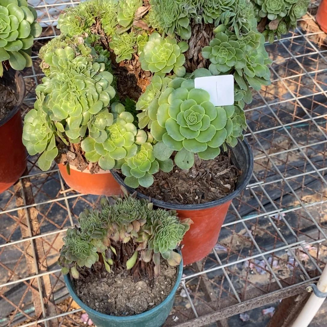 乐**中多肉植物组合拼盘1