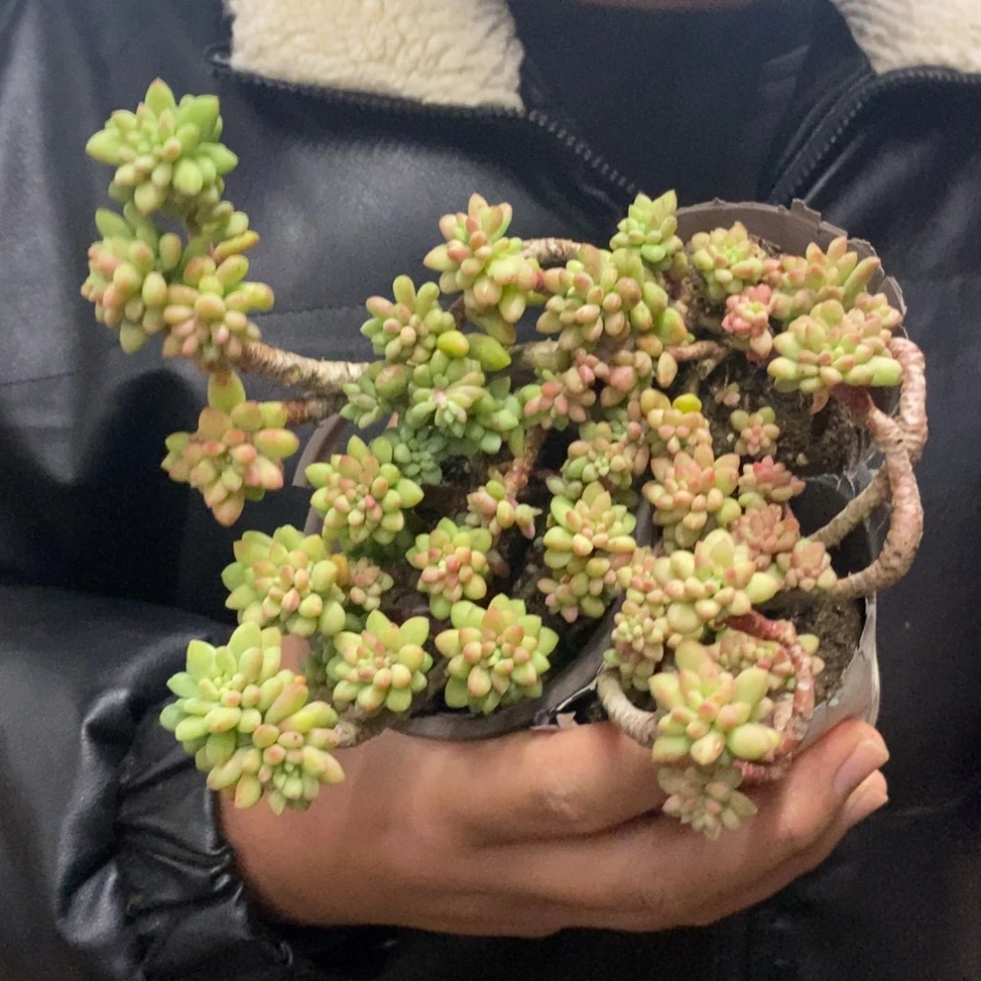 龙骨玉坠整桩三盆，90杯