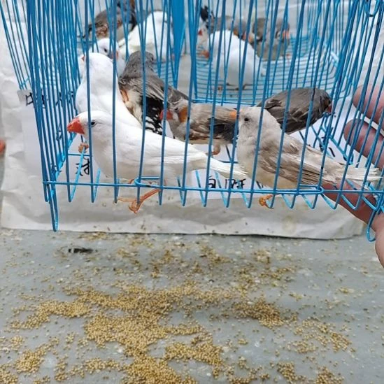 奇***奇珍珠鸟全品灰白驼各一对