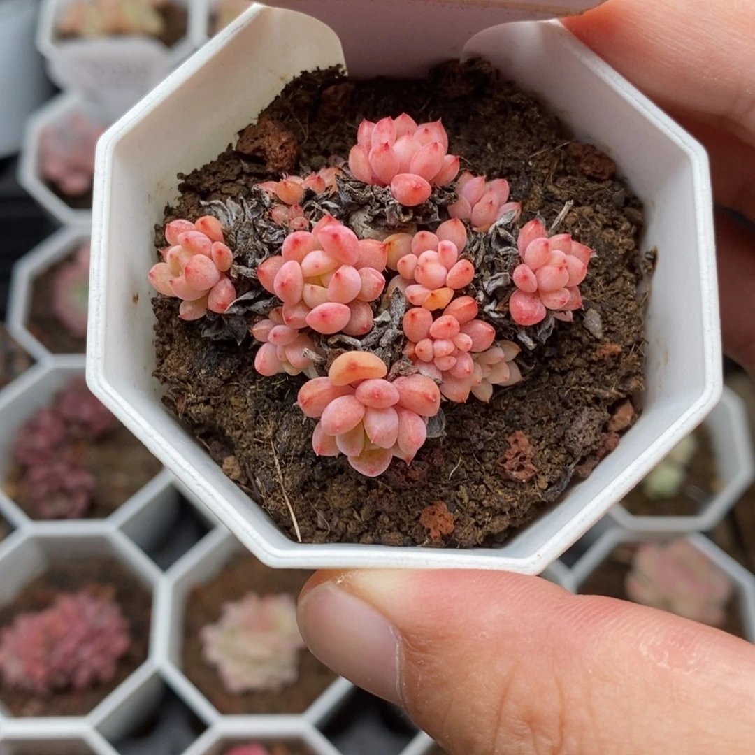 0013 可爱泡泡 5cm