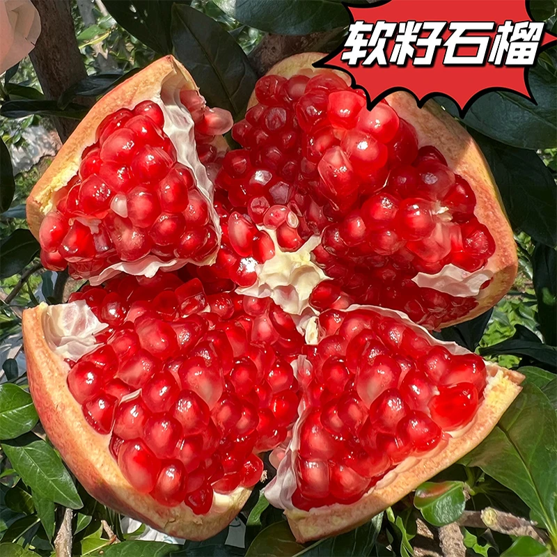 四川会理软籽石榴★新鲜当季水果香甜多汁红石榴颗粒饱满整箱包邮