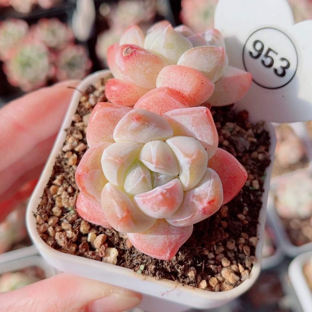 953号小老桩冰玉双头