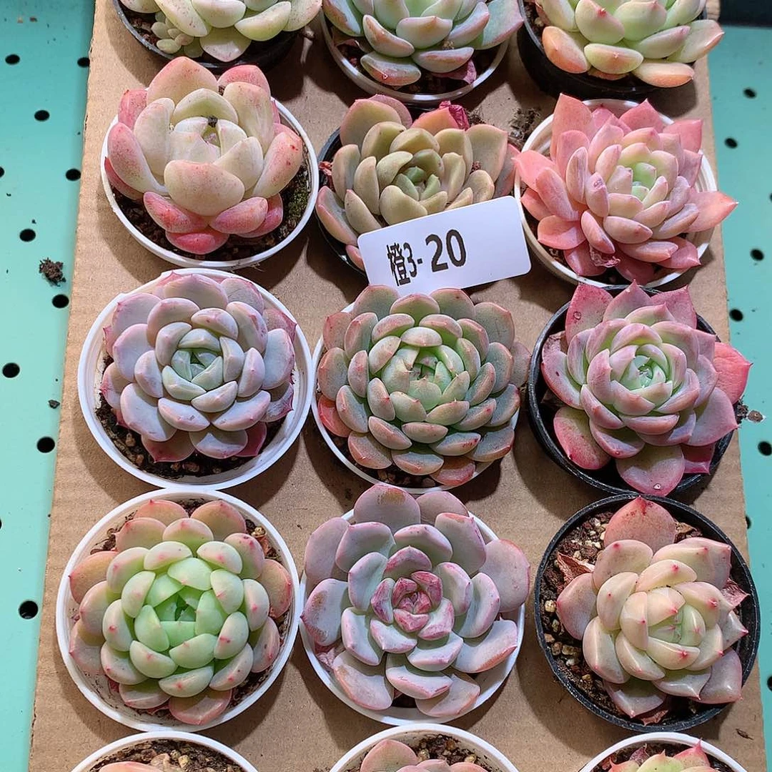 3-20一物一拍带盆18颗