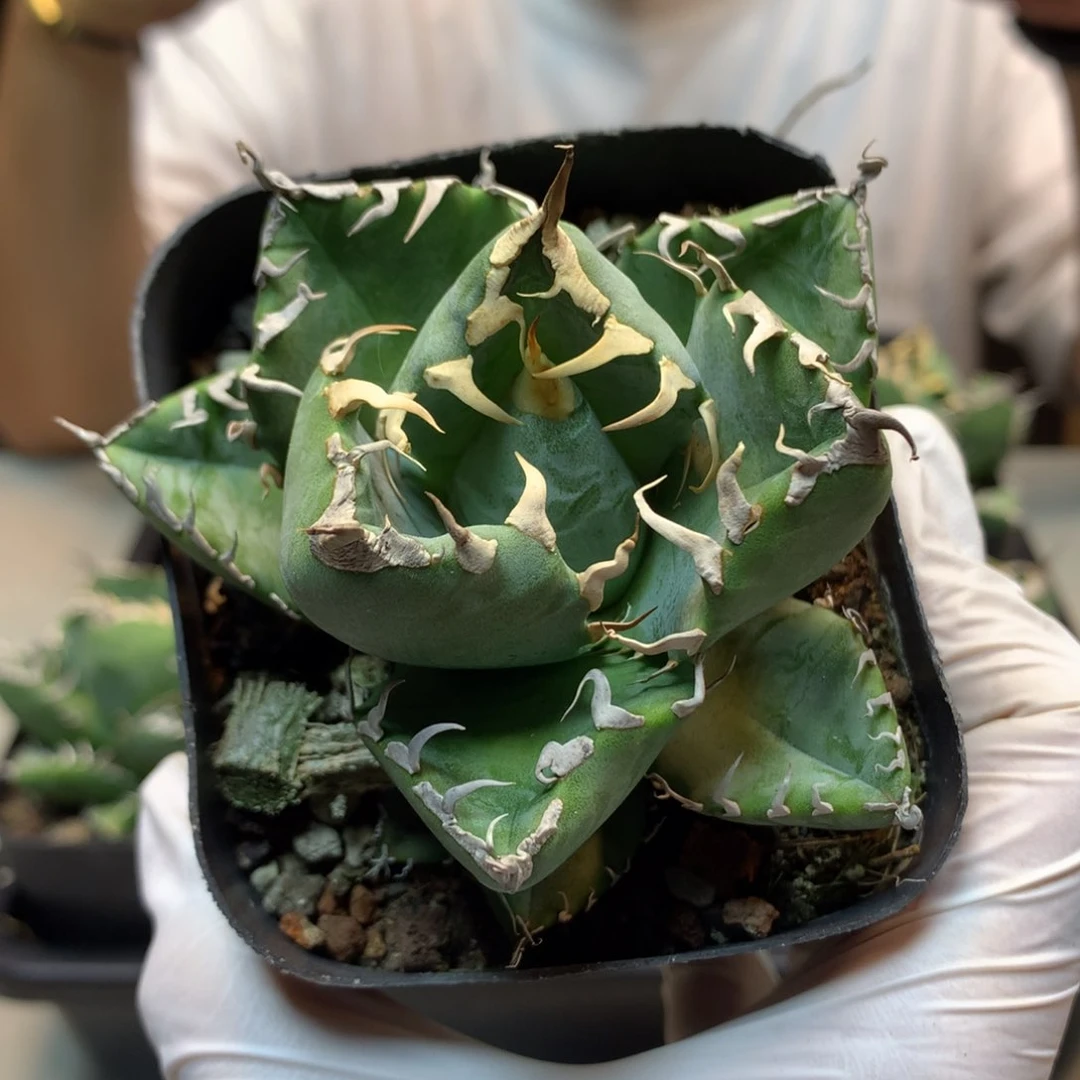 魔丸  仁王冠 7.5公分起发