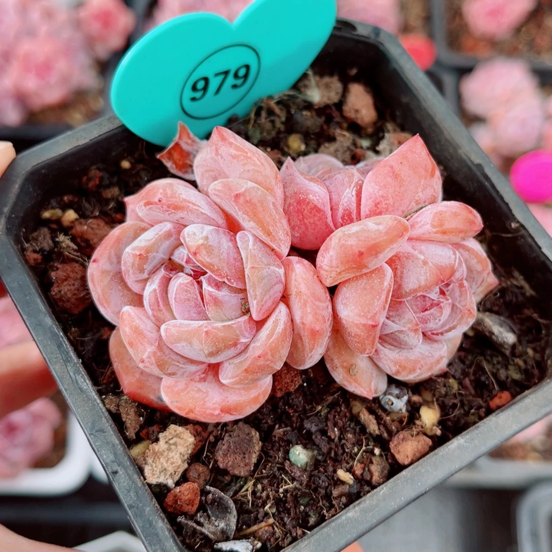 979号小老桩石榴籽星影群