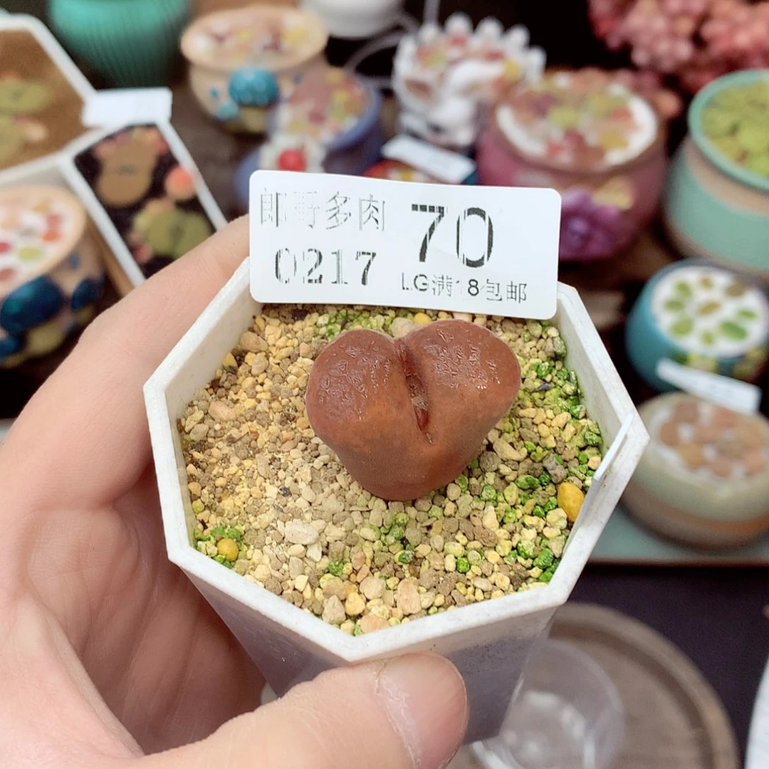 郎哥多肉生石花，17-70