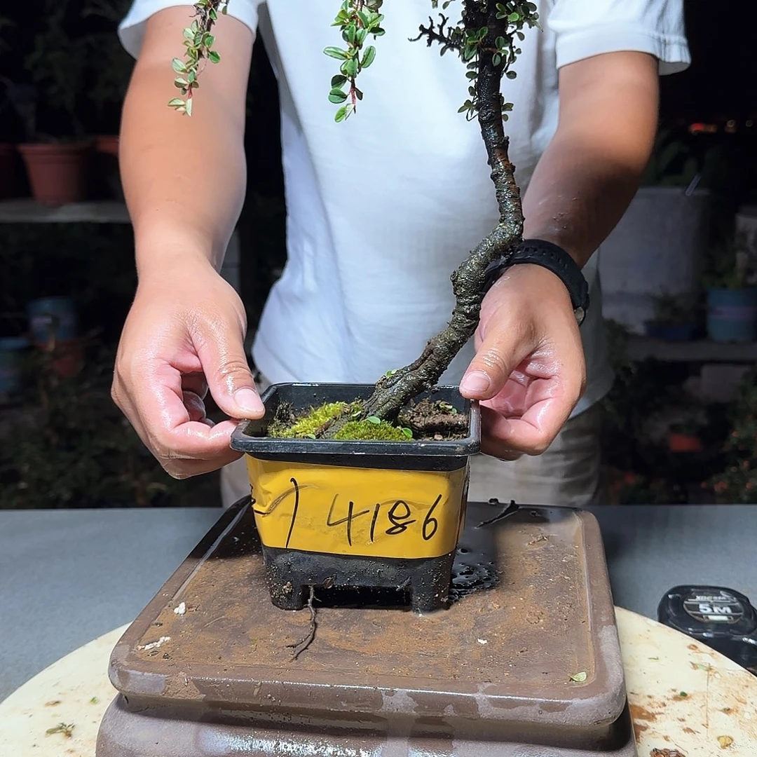 完全开放白花栒子