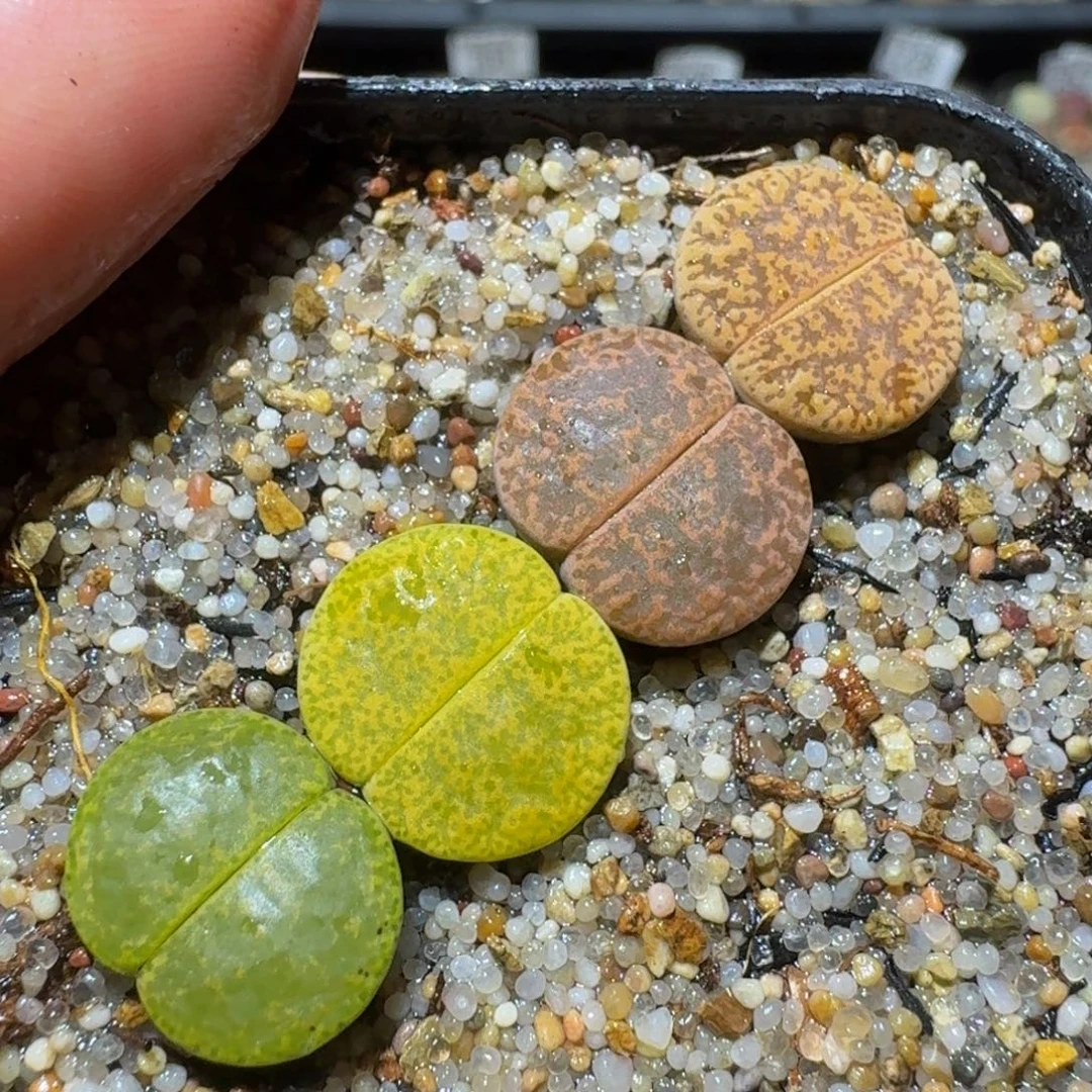 Ssss精品生石花1693