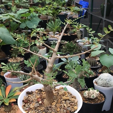 尼勒哒乳香 一物一拍