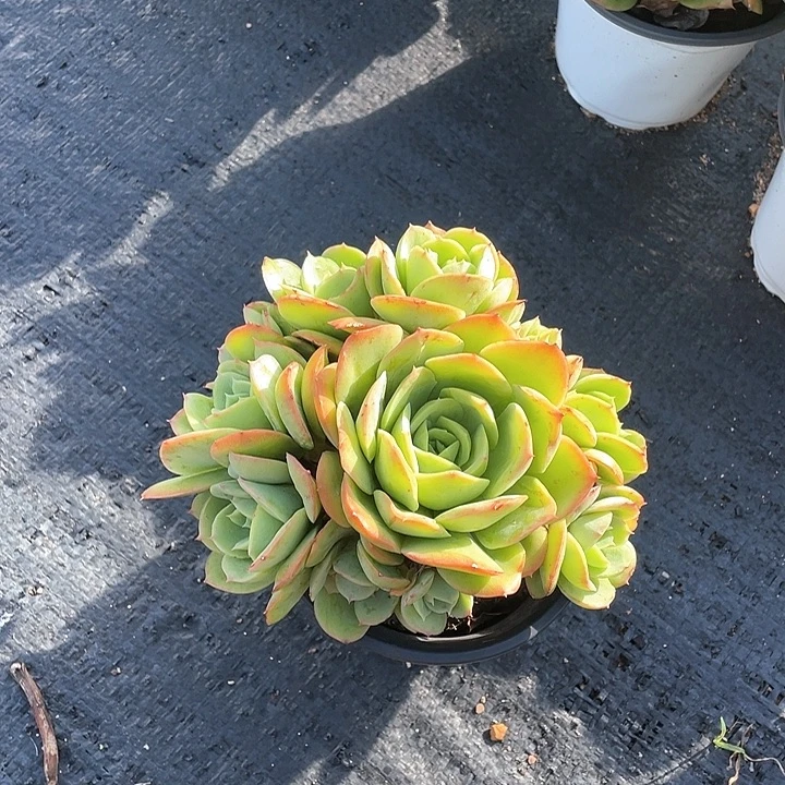 *****桃花坞多肉植物群生