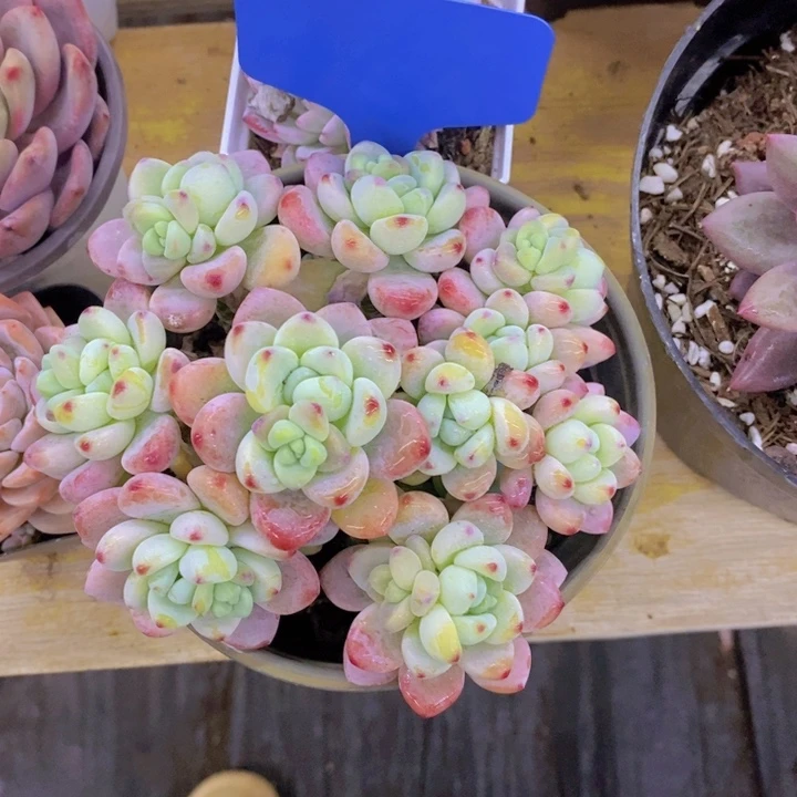 用****3多肉植物，开心多肉