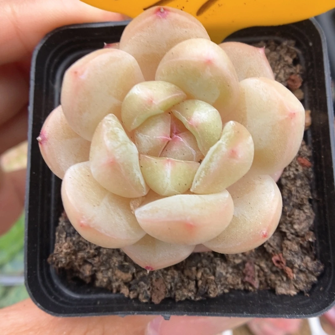 白雪珍妮可拍439号。