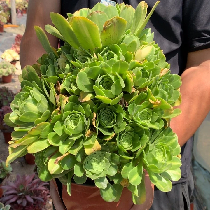 358翡翠琉璃多肉植物