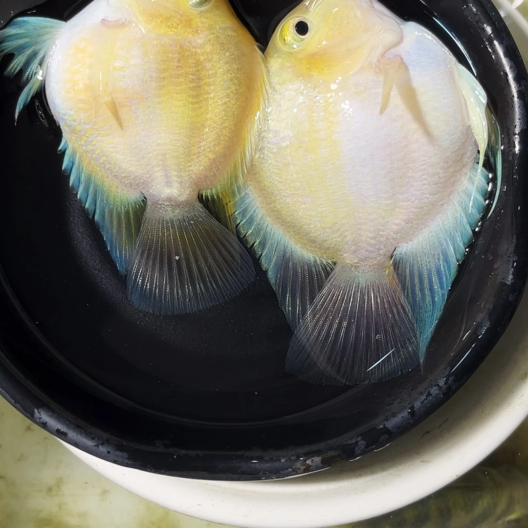 短鲷鱼7号白金一对
