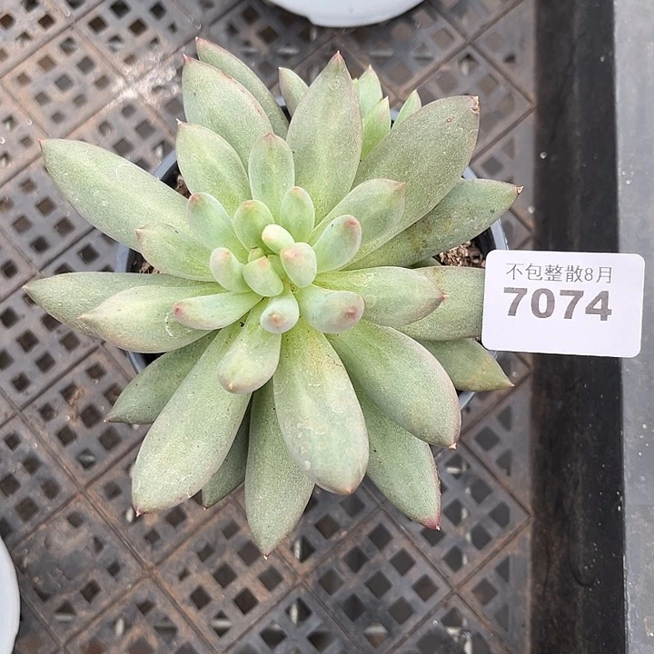 阿雅园艺。       7074岩字