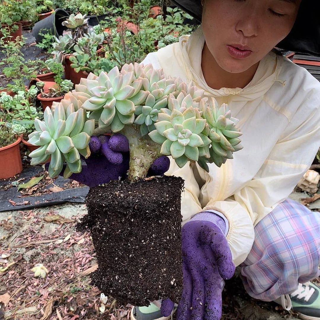 淡雪缀15.8多肉植物量拍