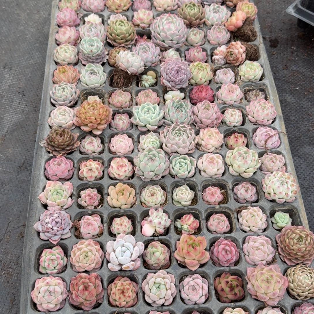 多肉杂交一物一拍18-21