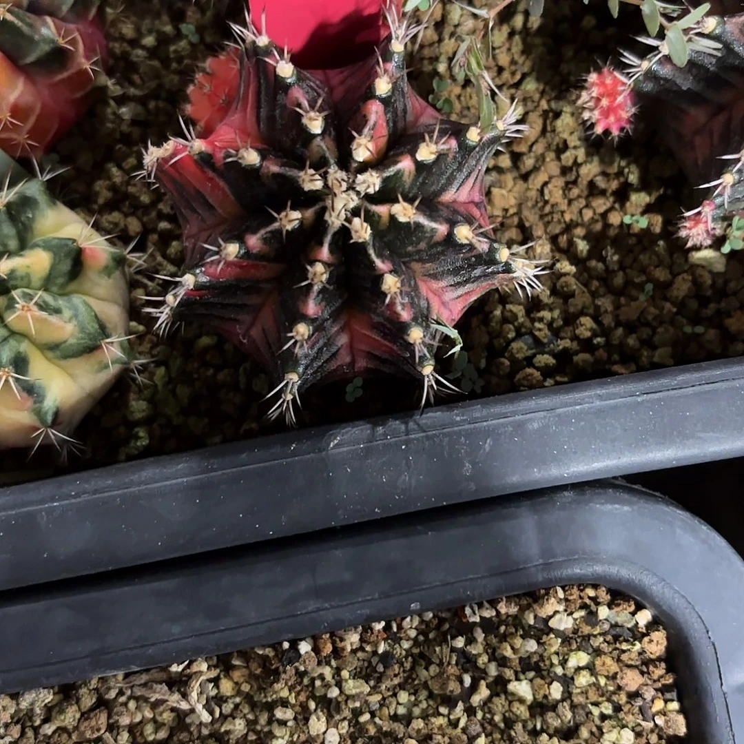 木***木263-0922泰国发货多肉