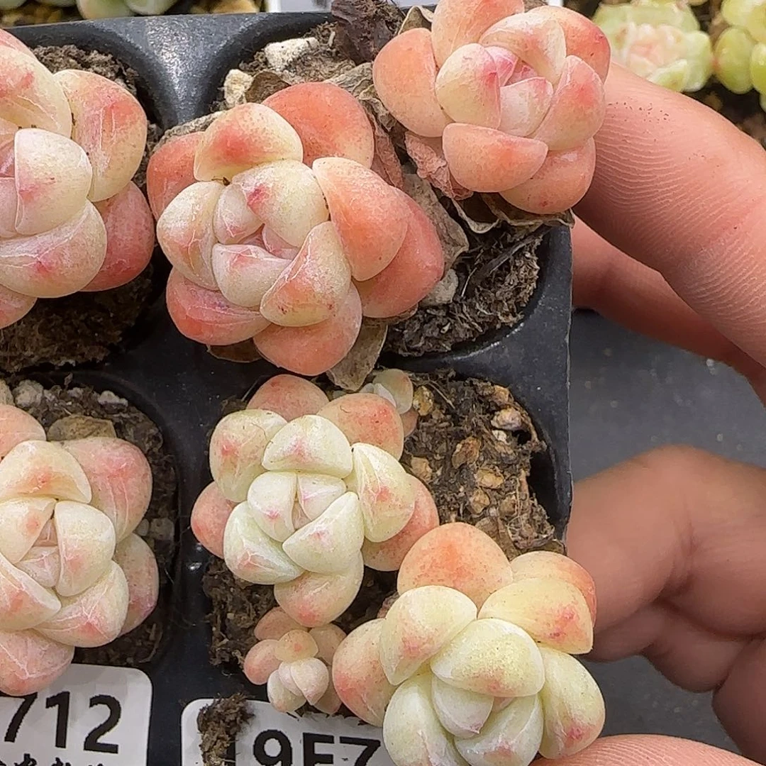 713两颗不保整樱花冰玉