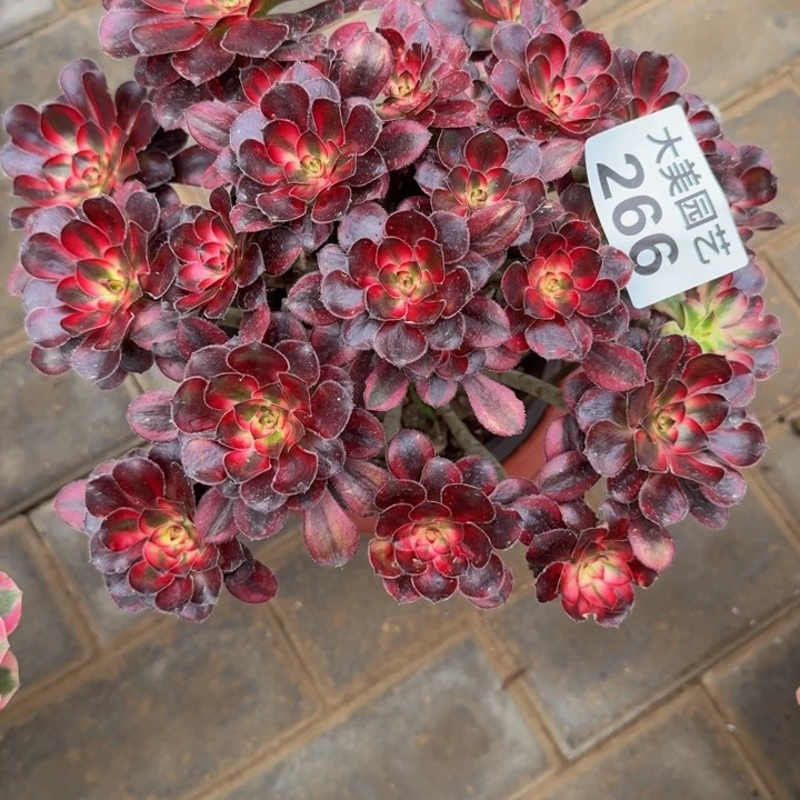 我***意香奈儿丛林老桩266肉肉