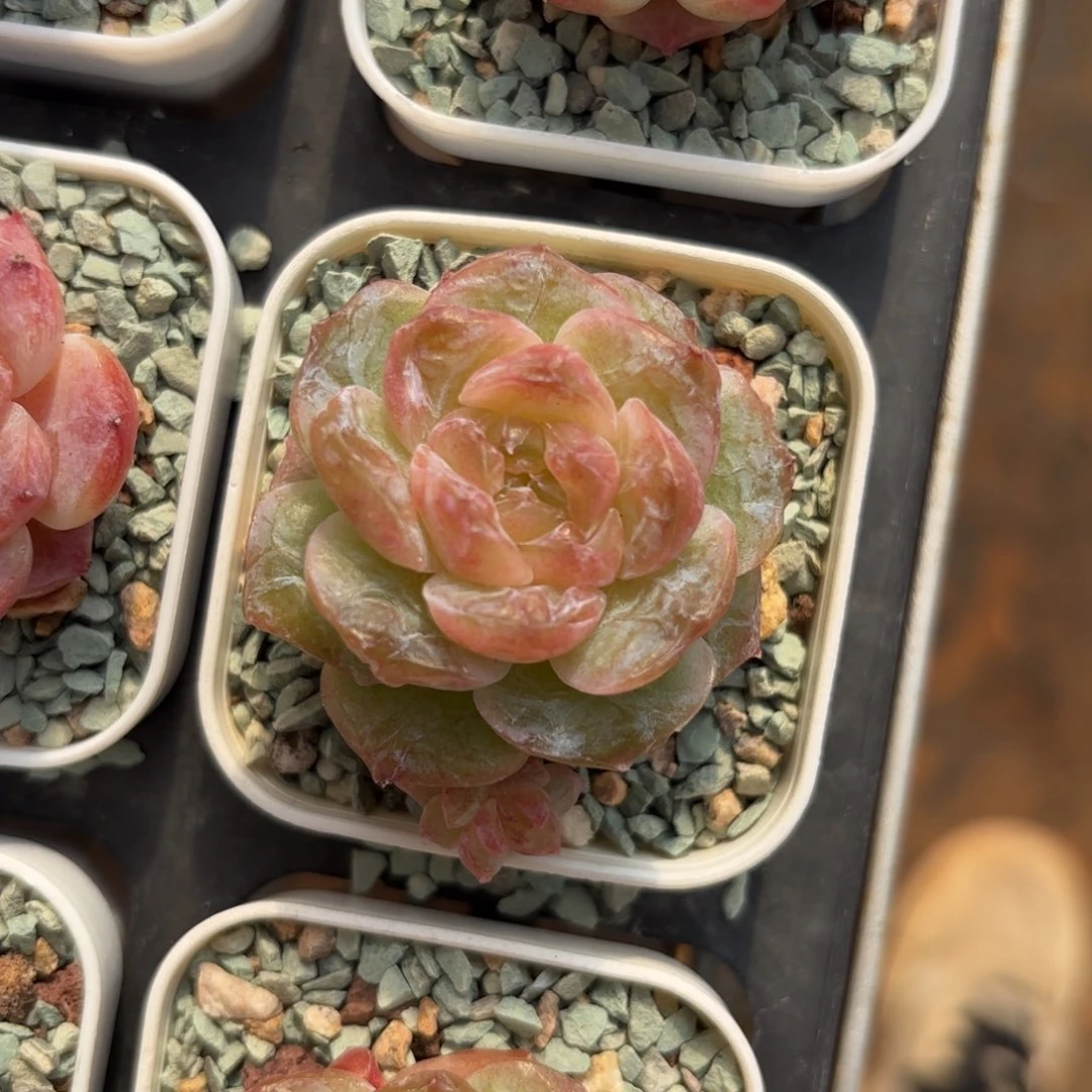 石化糖心带崽一物一拍