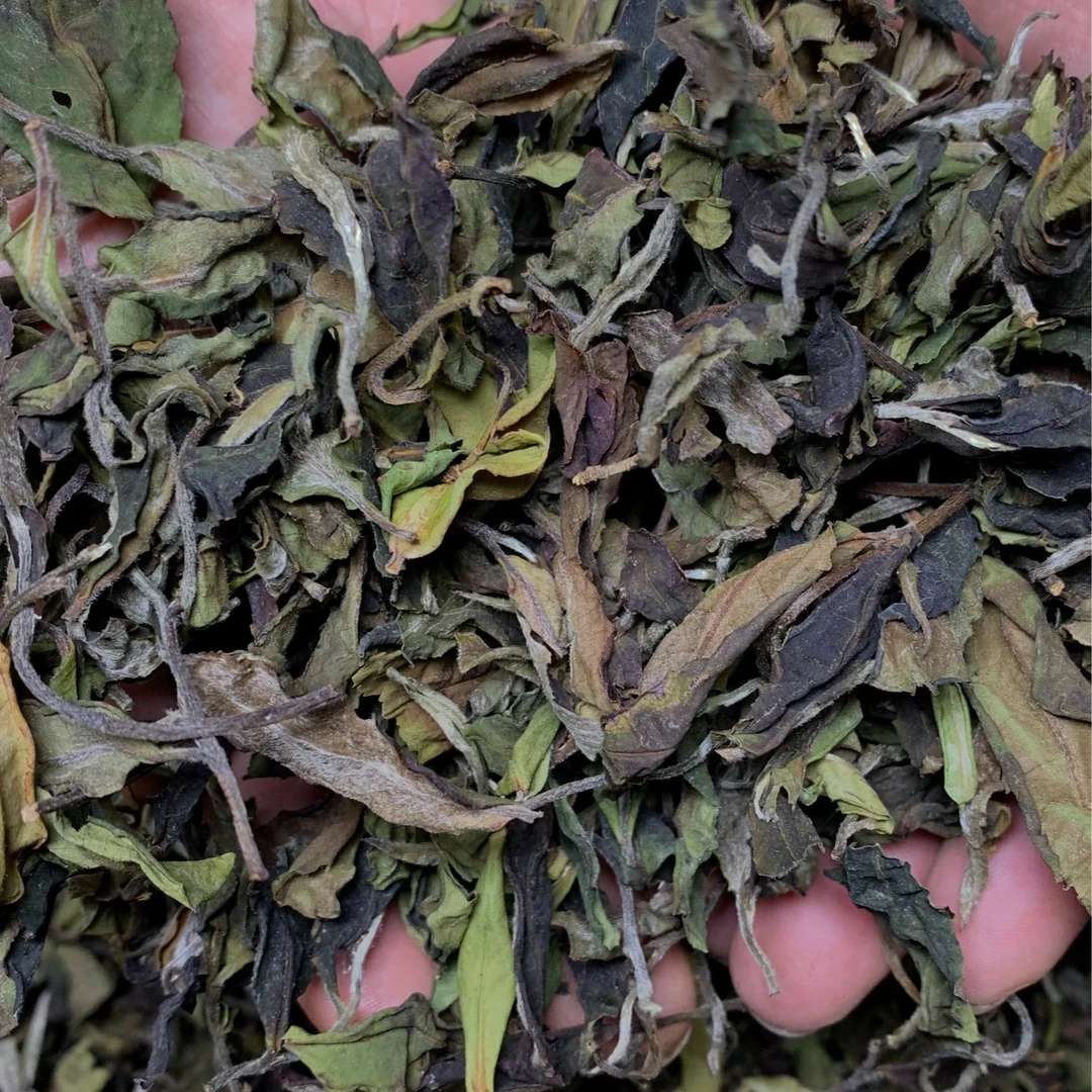 哀牢山【古树白茶】2023年 春 古树茶森林茶