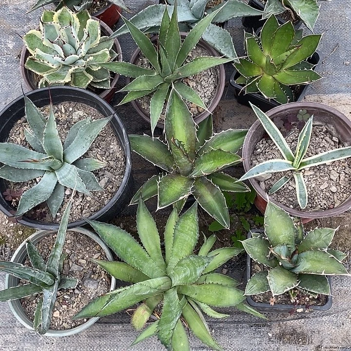 无花朵福利套餐12个品种