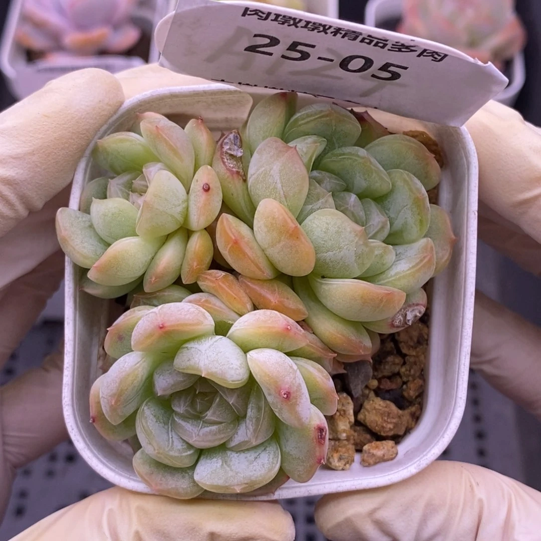 【闪购商品】25-05白恋