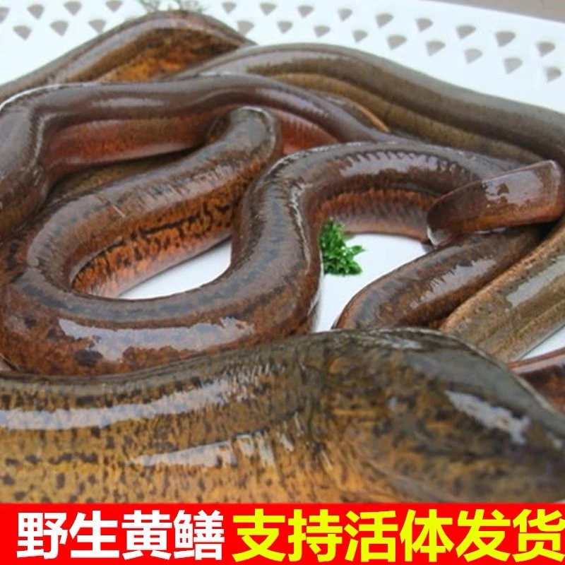野生黄鳝鳝鱼淡水鱼食用鲜活顺丰包邮