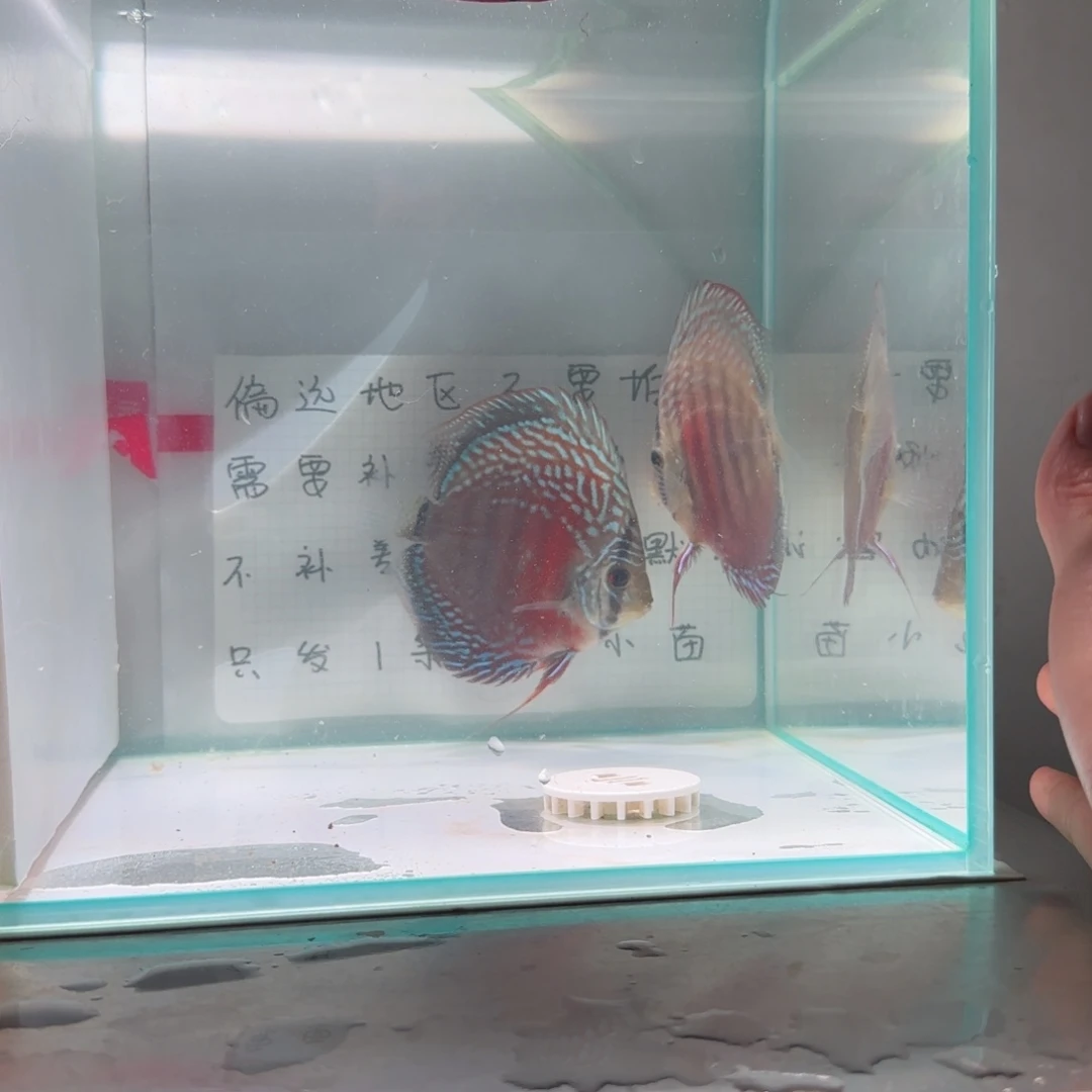七彩神仙鱼七彩8-11，2条价格