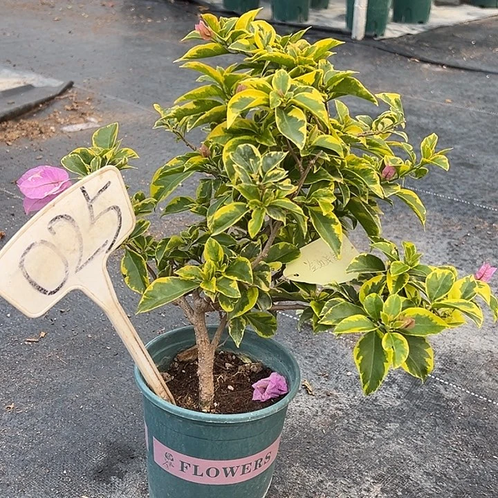 当前无花栽培后可以开花金边浅紫 原生小树头025