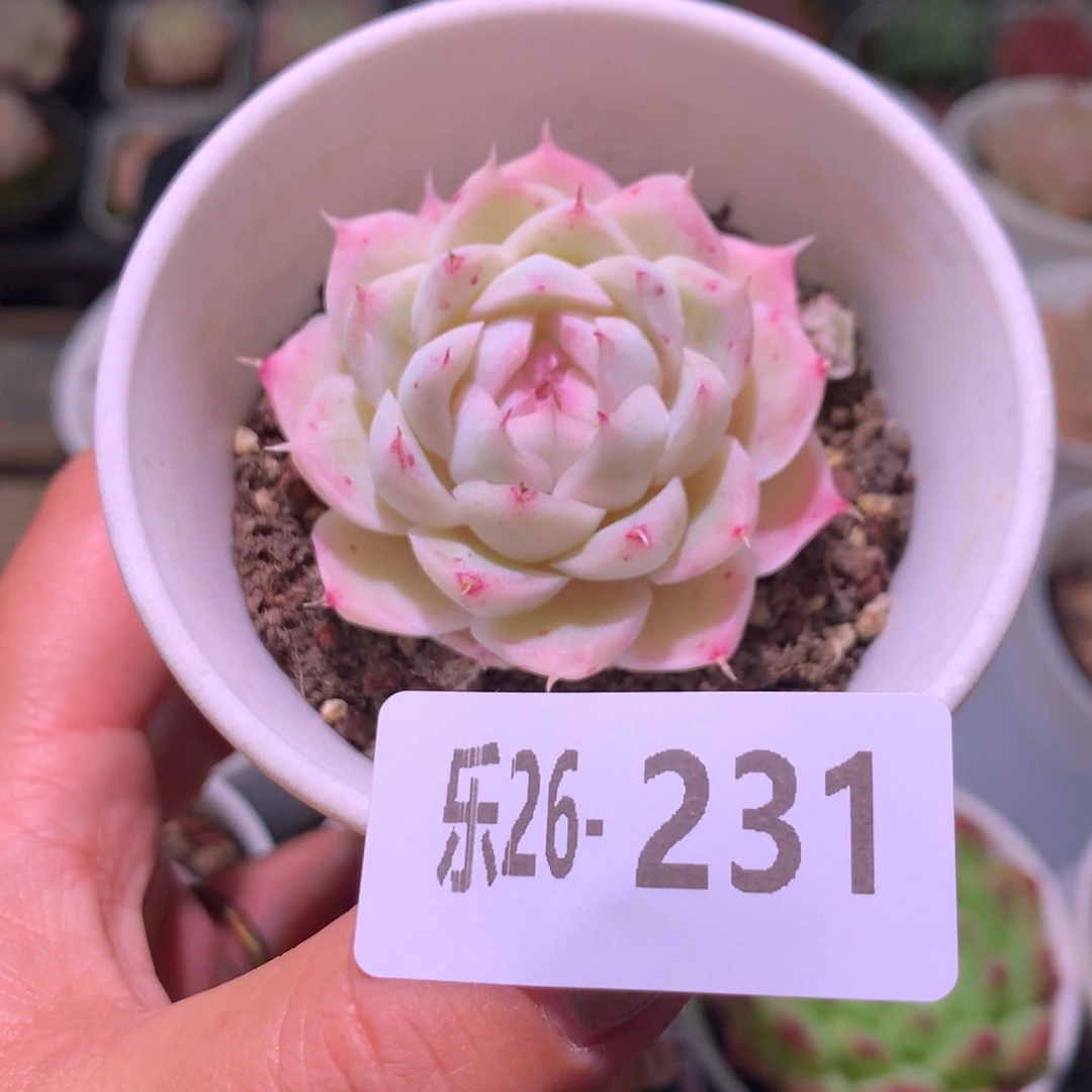 乐然26-231 女王玫瑰