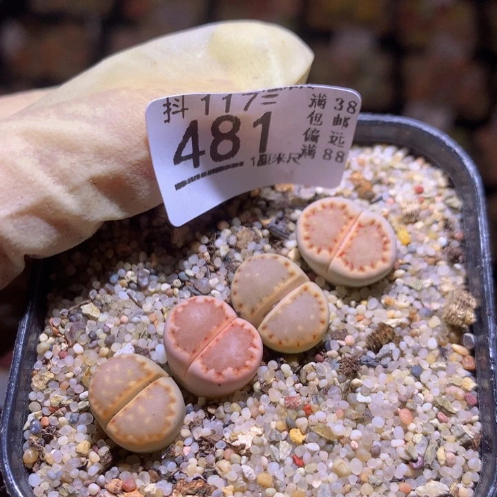 嘟*猫精品生石花117.481