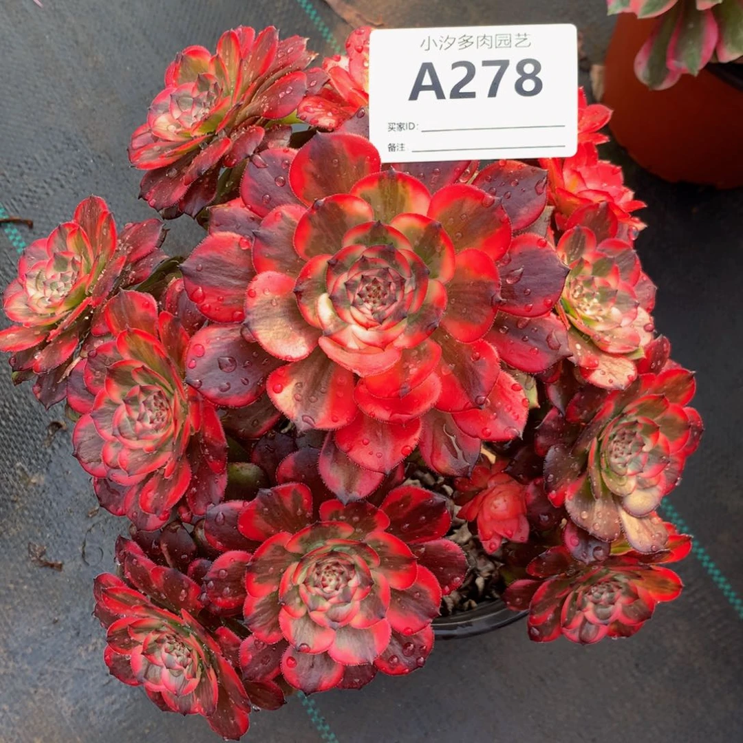 278艳花88888脱土裸根发货