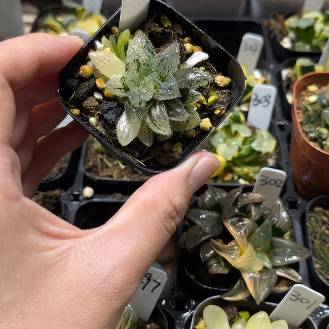 298魔刺寿锦一物一拍