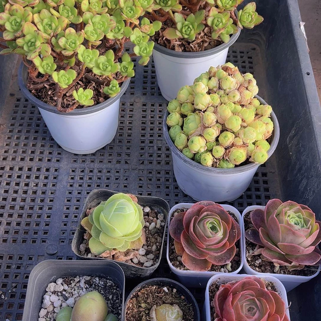 多肉388多肉植物