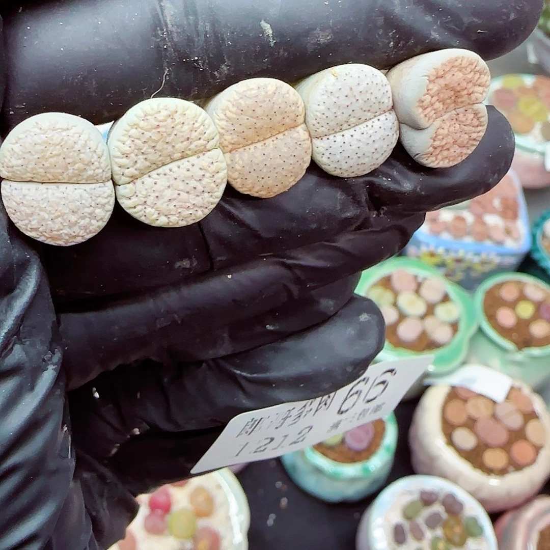 生石花满18包邮1212-66