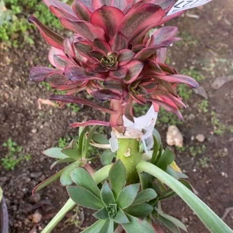 727嫁接魅金玫瑰锦砍过满25包邮多肉