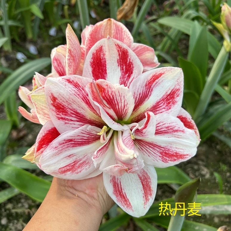 【热丹麦】果果花卉进口澳朱重瓣品种基地现挖新鲜自然球