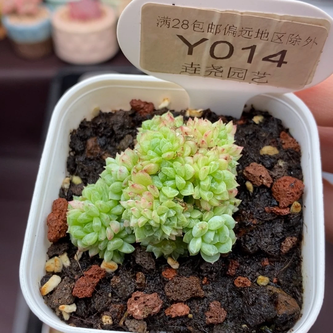 0014 H37 迷你4.5cm