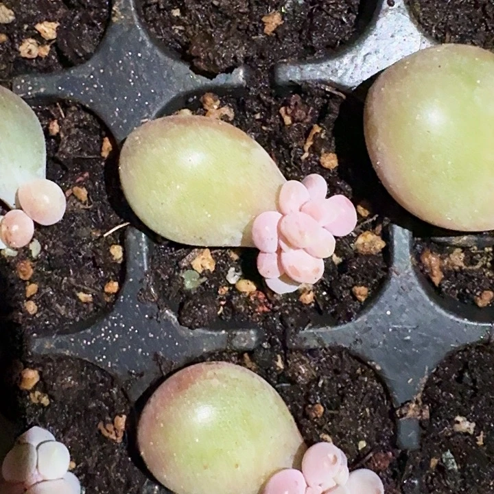 K***K刚果奶 叶插 一物一拍