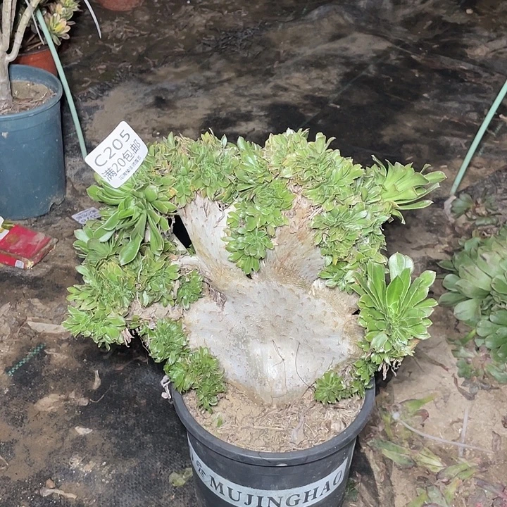 205原始绿缀化多肉有伤