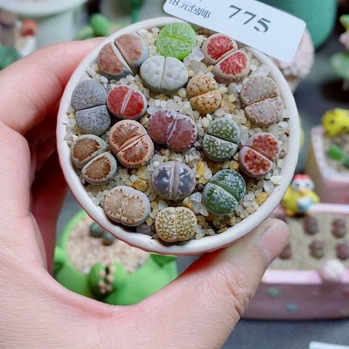 生石花花花花花花花花775
