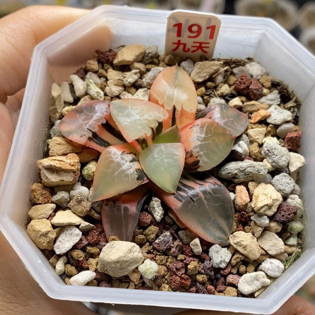 191号火凤凰克锦多肉