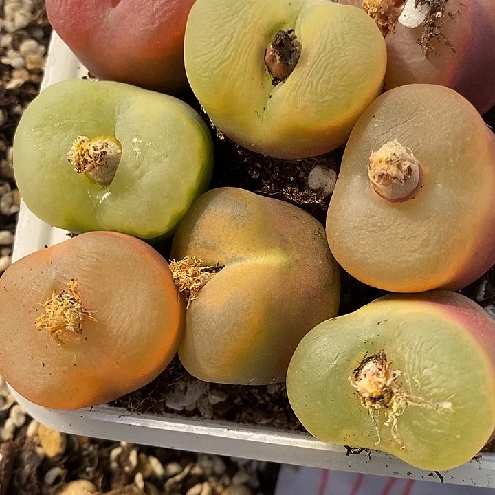 3厘米以上母本桃子一颗