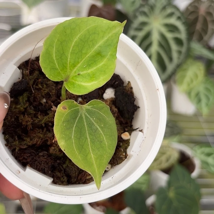 完全开放进口黄kos