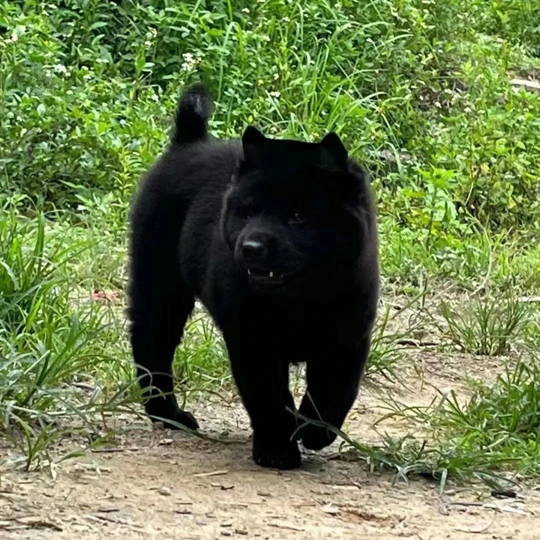 【田园汪来了】田园犬狗狗活体